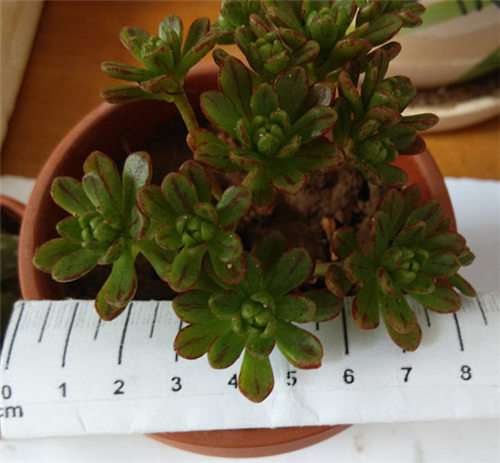 新手怎么用红陶花盆养多肉的方法