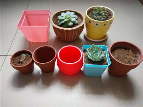 新手怎么用红陶花盆养多肉的方法