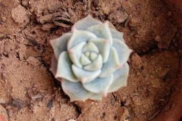 新手怎么用红陶花盆养多肉的方法