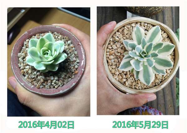 图解 多肉植物1年的生长变化 很大