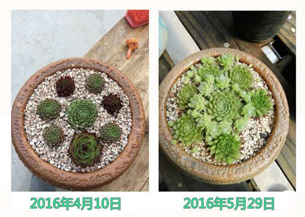 图解 多肉植物1年的生长变化 很大