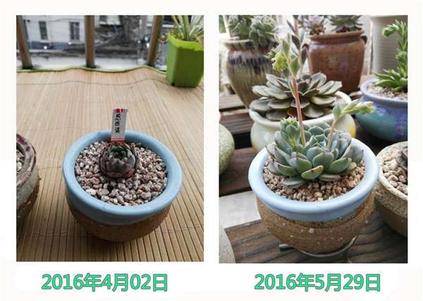 图解 多肉植物1年的生长变化 很大