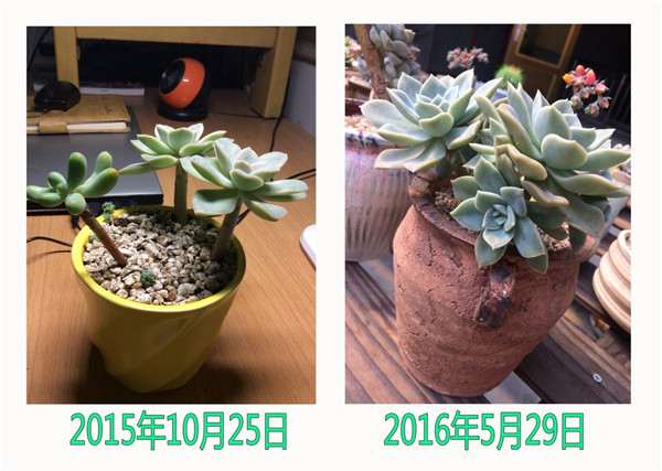 图解 多肉植物1年的生长变化 很大