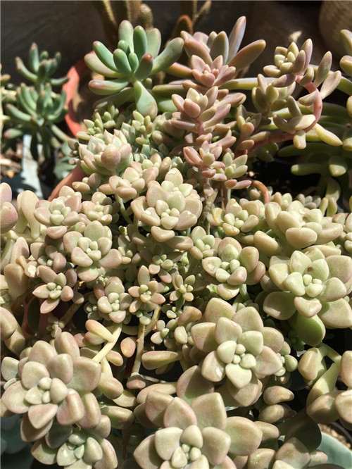 多肉植物1年的生长对比图 图片