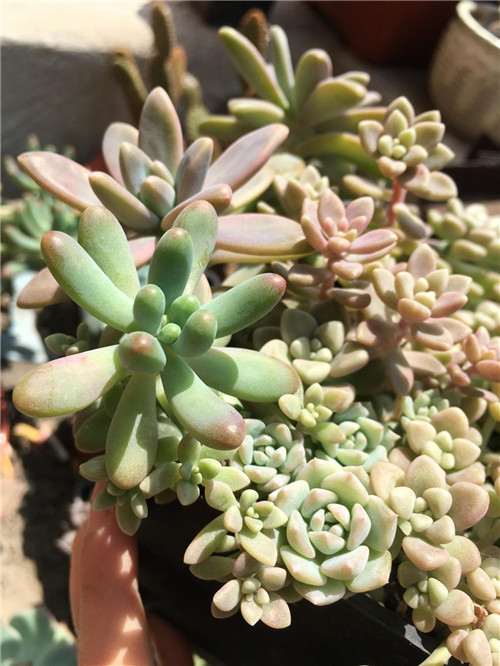 多肉植物1年的生长对比图 图片