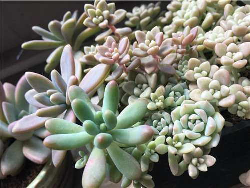 多肉植物1年的生长对比图 图片