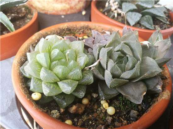 参观厦门的多肉植物园