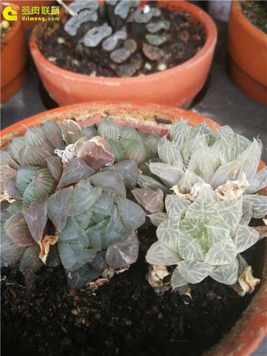 参观厦门的多肉植物园