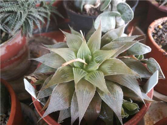 参观厦门的多肉植物园