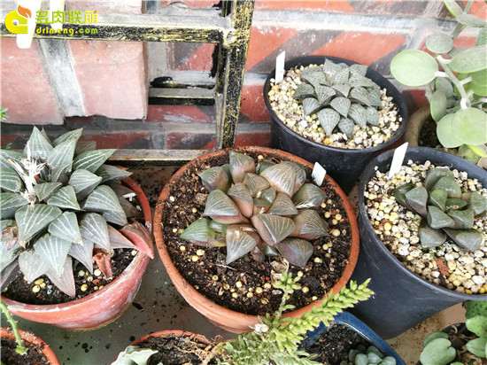 参观厦门的多肉植物园