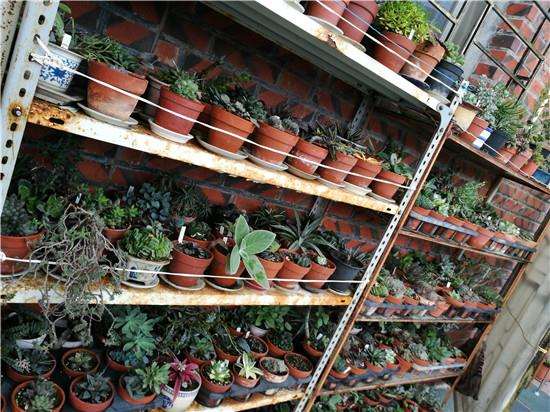 参观厦门的多肉植物园