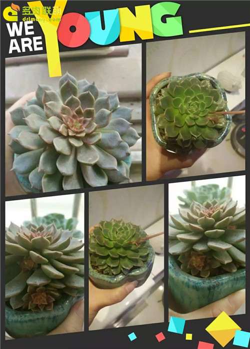 2月到6月多肉植物的养护过程 图片