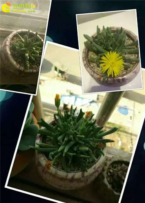 2月到6月多肉植物的养护过程 图片