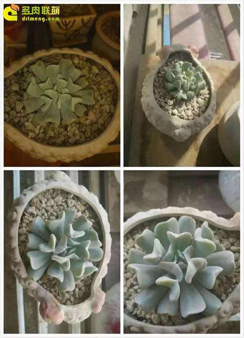 2月到6月多肉植物的养护过程 图片