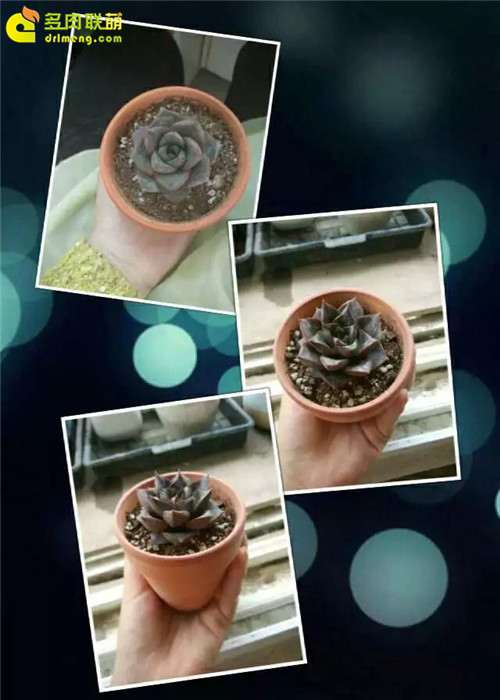 2月到6月多肉植物的养护过程 图片