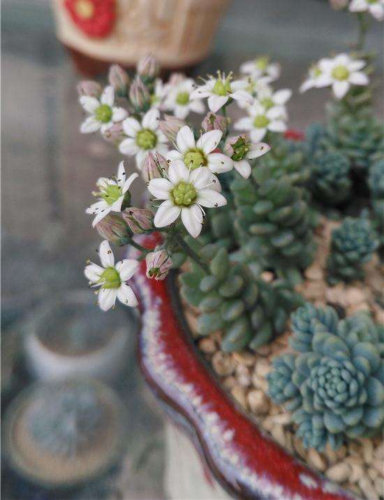 南京朋友养护多肉植物的心得 图片