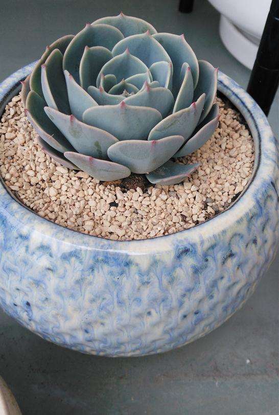 南京朋友养护多肉植物的心得 图片