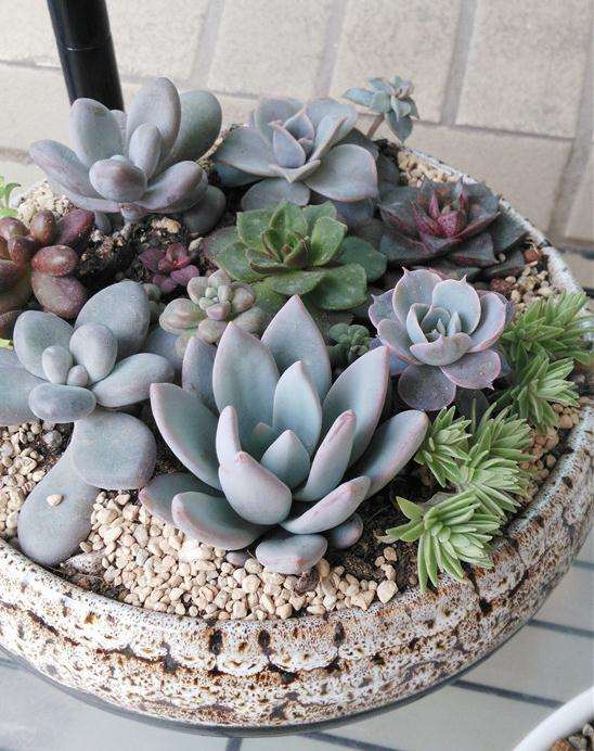 为什么冬天休眠期 不会浇水 全死