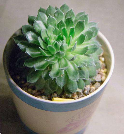 看我的多肉在夏天是怎么夏眠的 图片