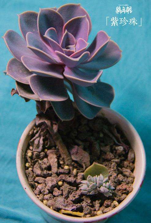 看我的多肉在夏天是怎么夏眠的 图片