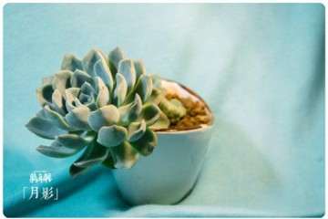 看我的多肉在夏天是怎么夏眠的 图片