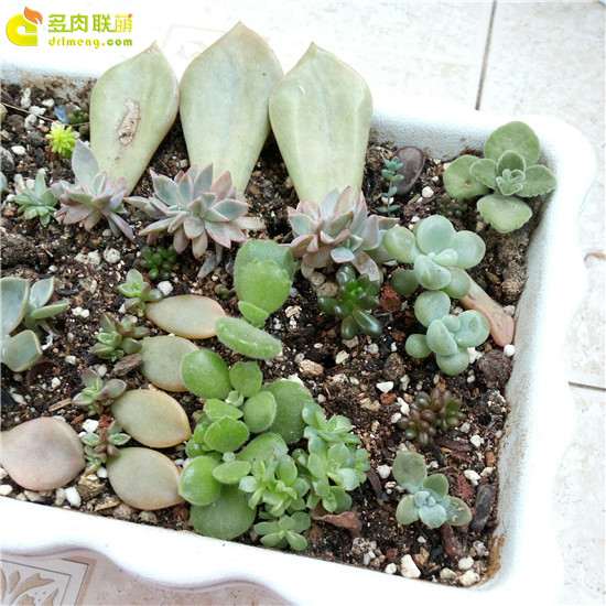 种植多肉用什么花盆的经验分享 图片