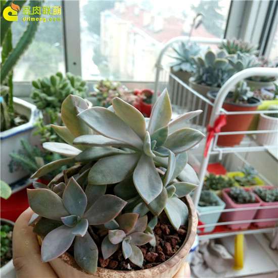 种植多肉用什么花盆的经验分享 图片