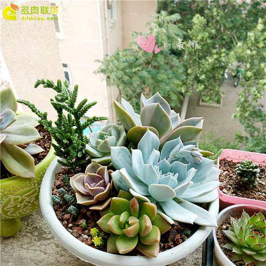 在青岛阳台上养护多肉植物 怎么样