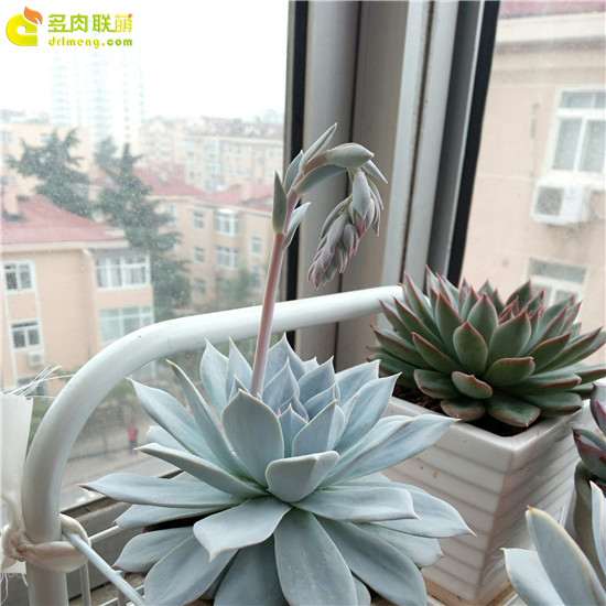 在青岛阳台上养护多肉植物 怎么样