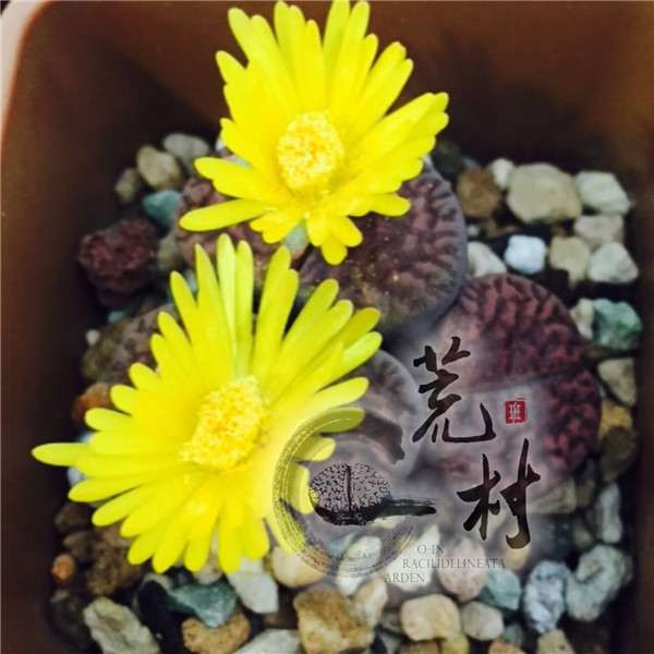 生石花多肉怎么配土的方法 图片