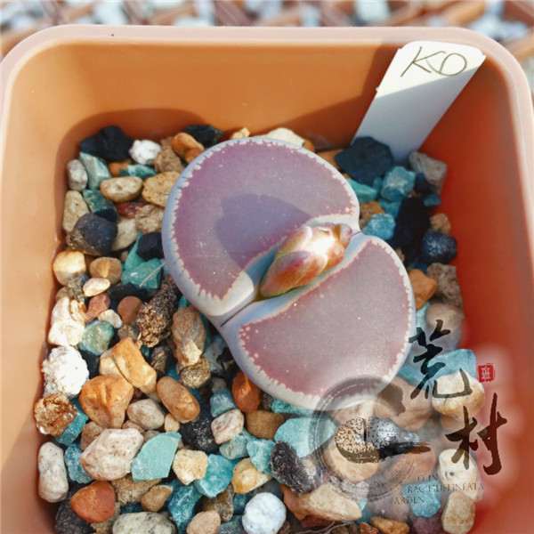 生石花多肉怎么配土的方法 图片