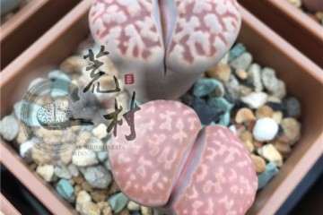 生石花多肉怎么配土的方法 图片