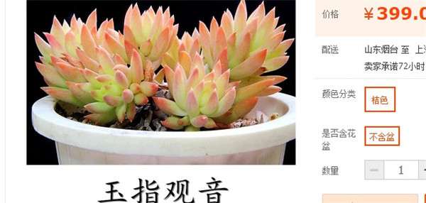 奸商卖多肉植物的秘密 看水有多深