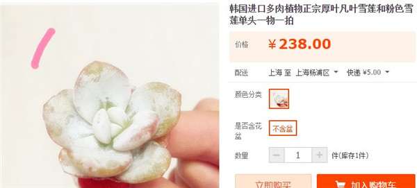 奸商卖多肉植物的秘密 看水有多深