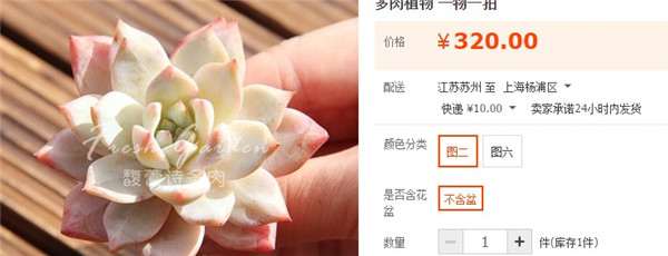 奸商卖多肉植物的秘密 看水有多深