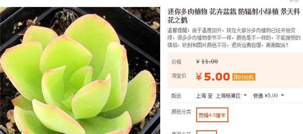 奸商卖多肉植物的秘密 看水有多深