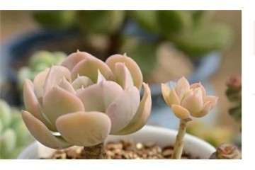 奸商卖多肉植物的秘密 看水有多深