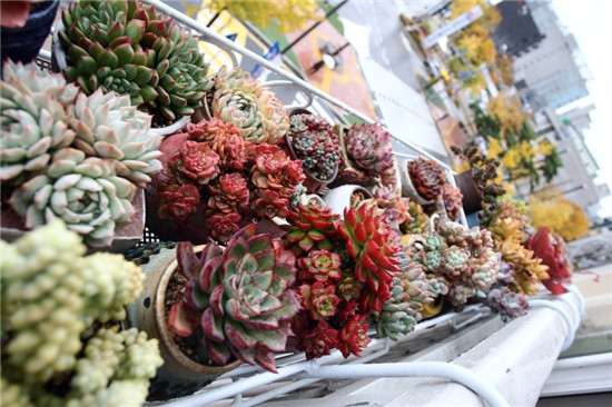 多肉植物一年中最热销的是什么时候