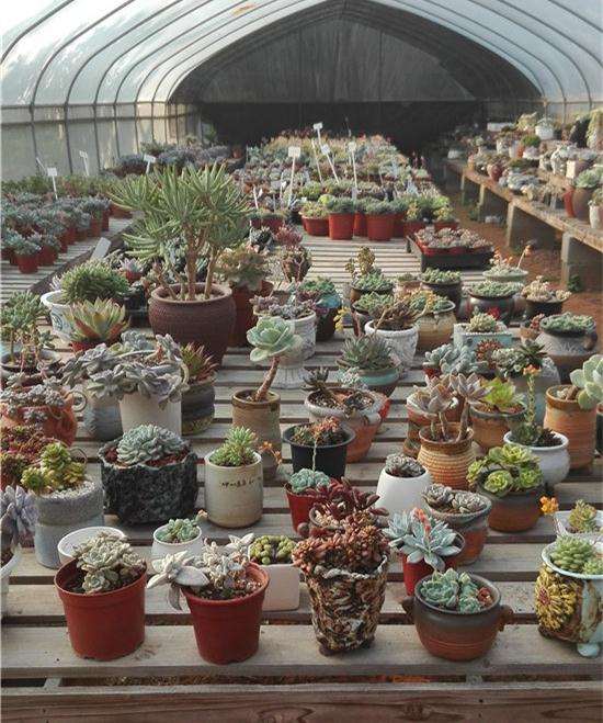 参观广州多肉大棚 看看里面有什么秘密
