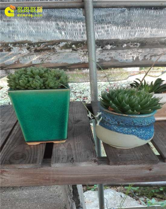 参观广州多肉大棚 看看里面有什么秘密