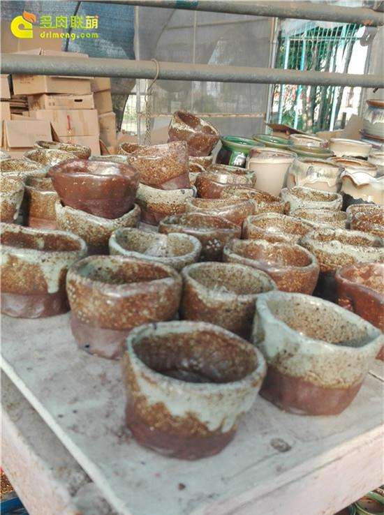 参观广州多肉大棚 看看里面有什么秘密