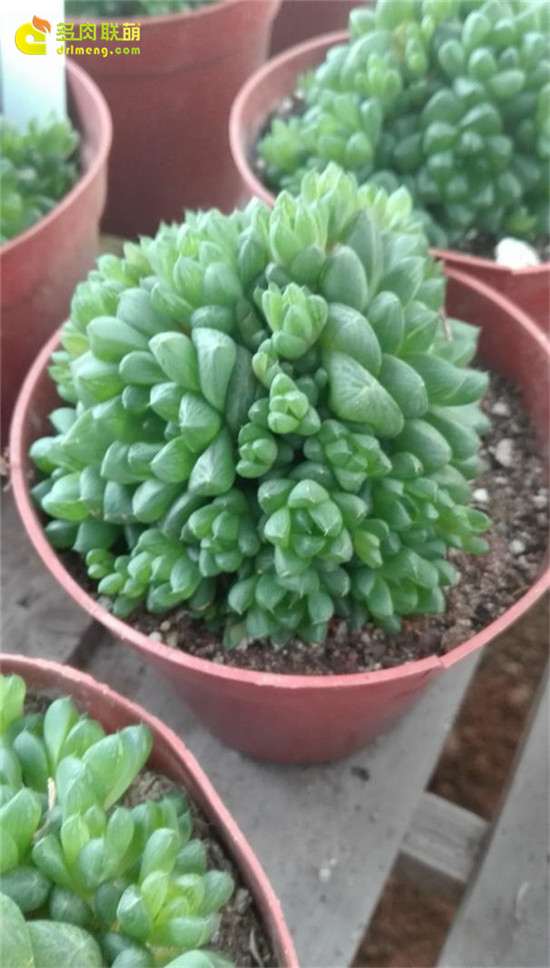 参观广州多肉大棚 看看里面有什么秘密