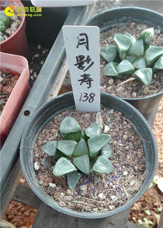 参观广州多肉大棚 看看里面有什么秘密