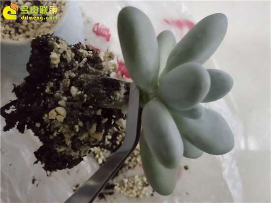 图解 怎么自制多肉花架的方法