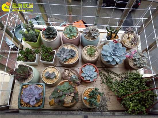 图解 怎么自制多肉花架的方法