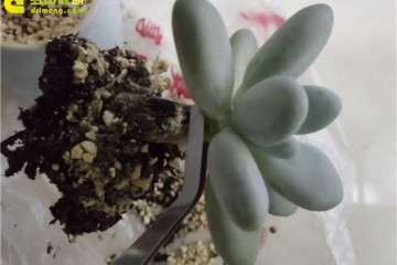 图解 怎么自制多肉花架的方法