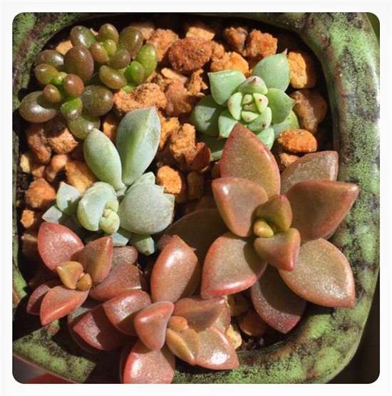 夏天怎么用控水+温差来露养多肉 图片