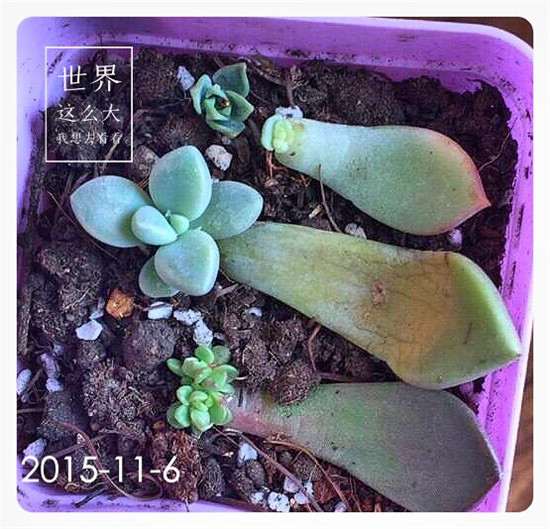 夏天怎么用控水+温差来露养多肉 图片