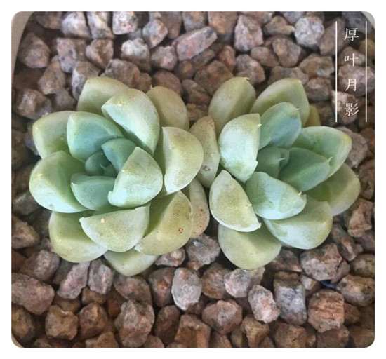 夏天怎么用控水+温差来露养多肉 图片