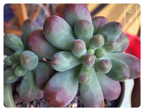 夏天怎么用控水+温差来露养多肉 图片